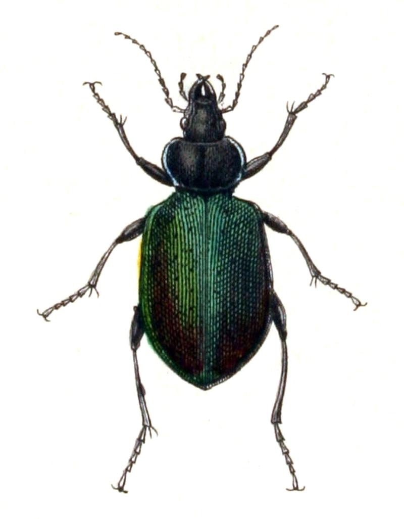 Calosoma.sycophanta.-.calwer.04.09