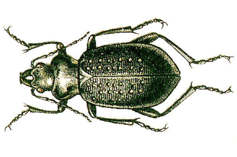 Calosoma denticolle