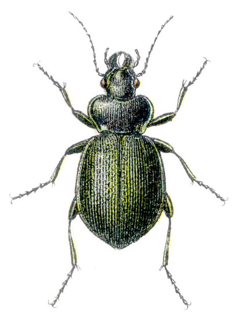 Calosoma reticulatum - Reitter