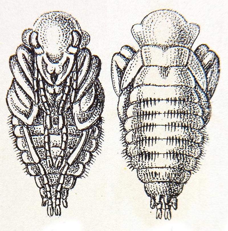 Calosoma sycophanta pupa Reitter