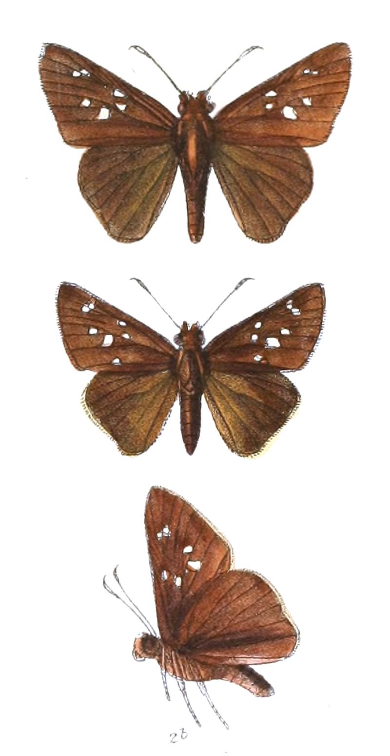 CaltoisAusteni 827 2