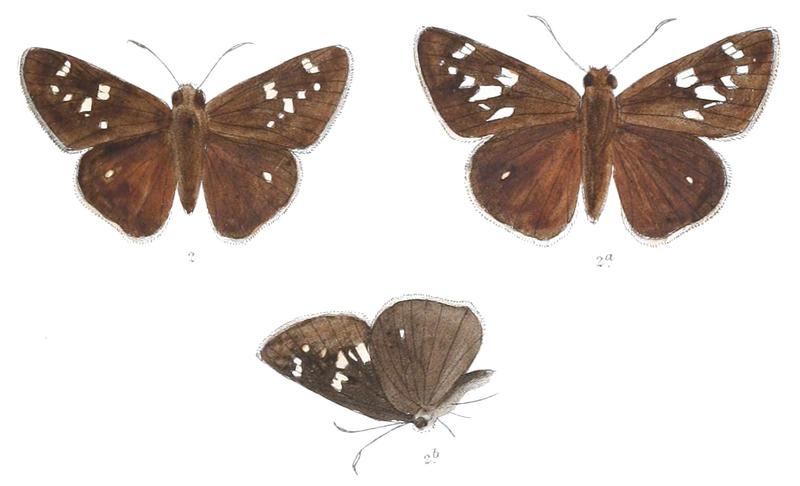 CaltorisAssamensis 829 2 Fitch