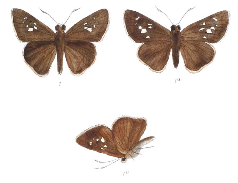 CaltorisCahira 828 1 Fitch