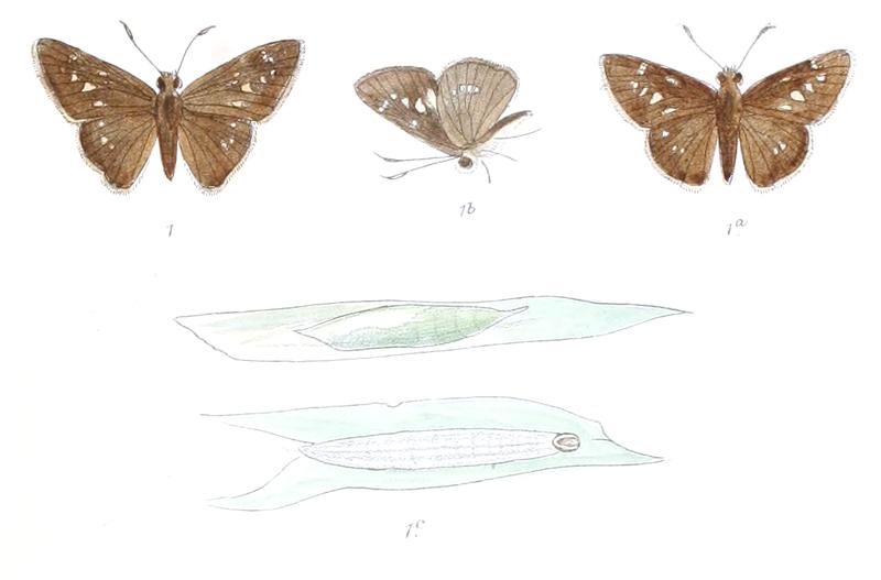 CaltorisColaca 831 1 Fitch