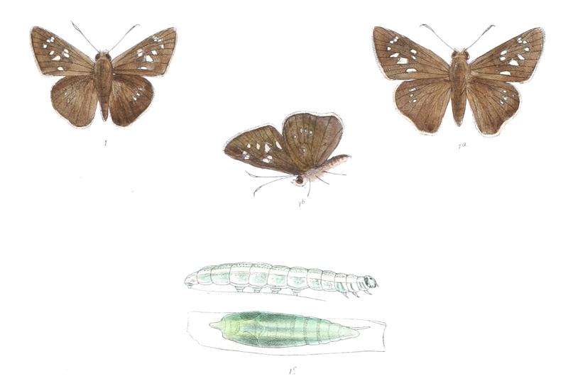 CaltorisConjuncta 829 1 Fitch