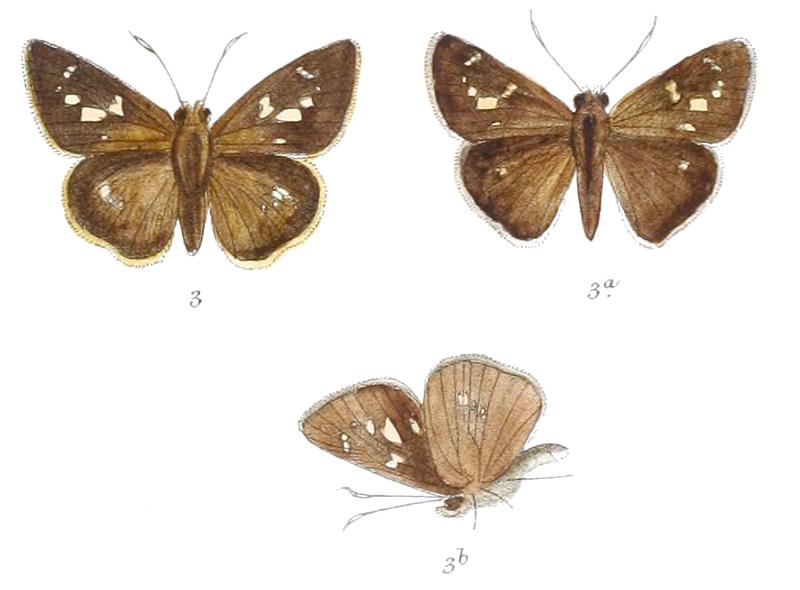 CaltorisContigua 830 3 Fitch