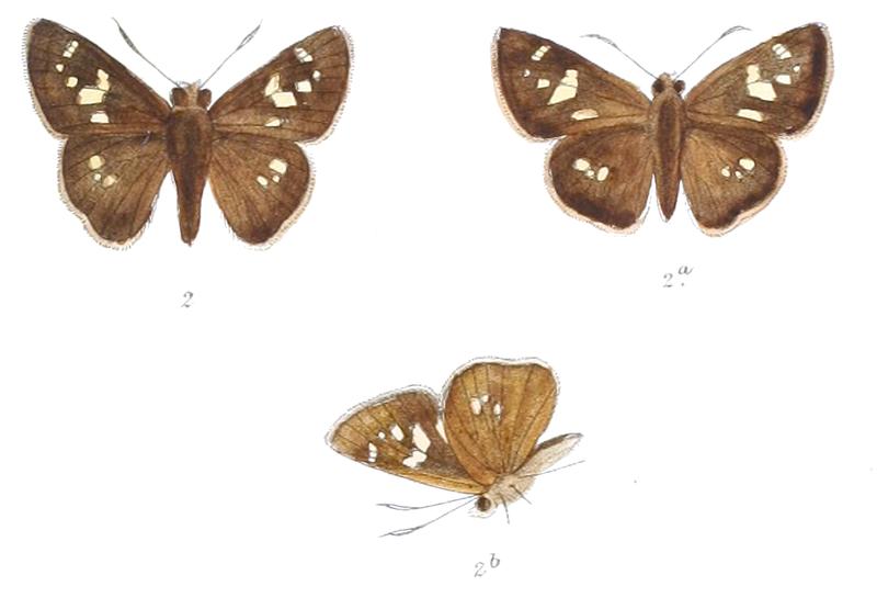 CaltorisDiscreta 830 2 Fitch