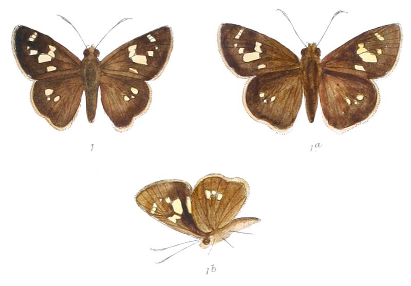 CaltorisEltola 830 1 Fitch