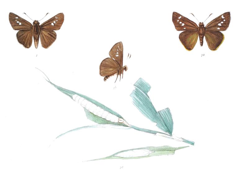 CaltorisKumara 826 1 Knight