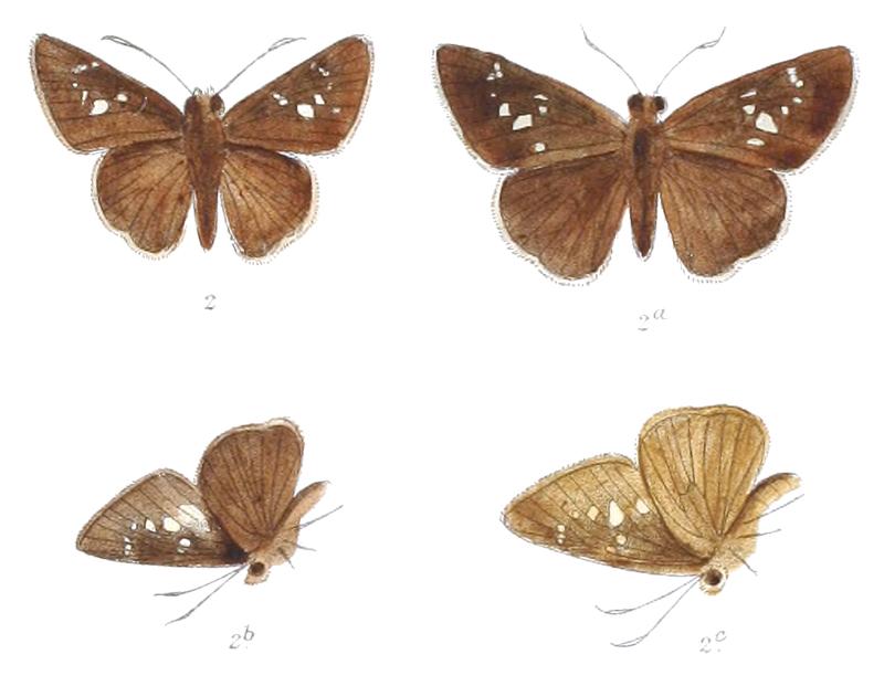 CaltorisMoolata 828 2 Fitch