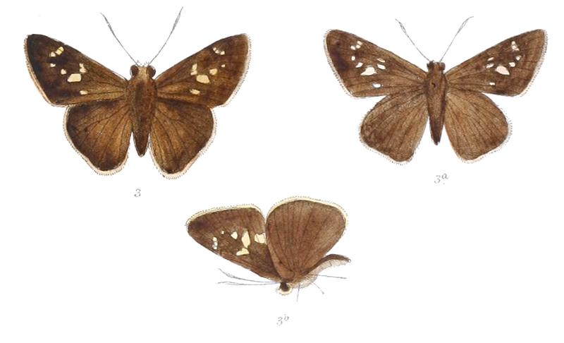 CaltorisPagana 828 3 Fitch