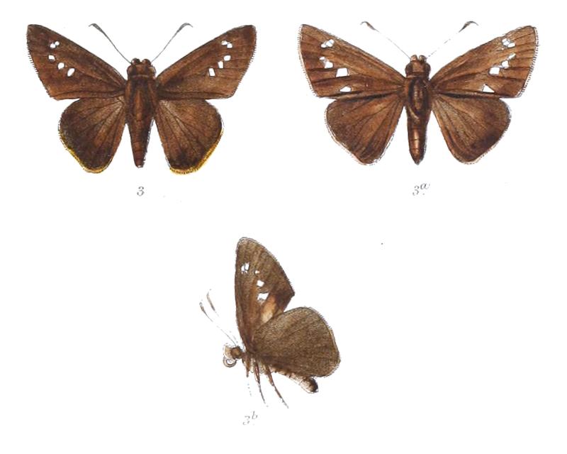 CaltorisPlebeia 826 3 Knight