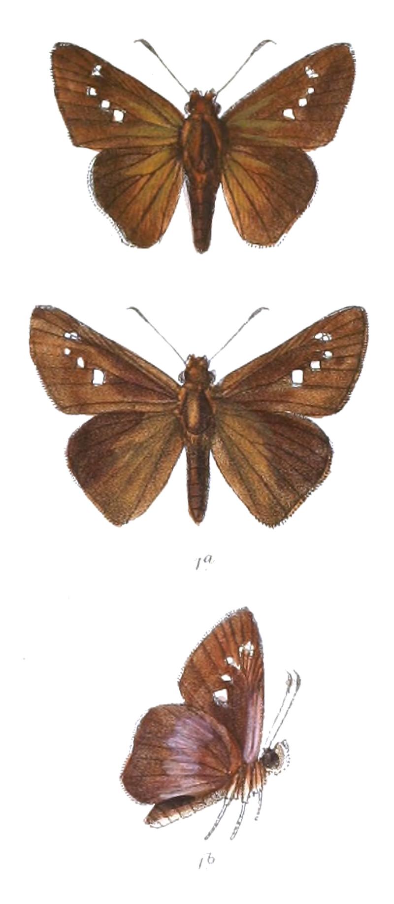 CaltorisTulsi 827 1