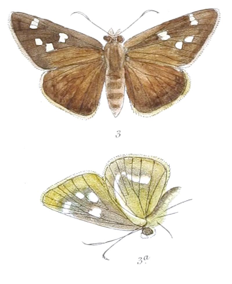 CaltorisUma 829 3 Fitch