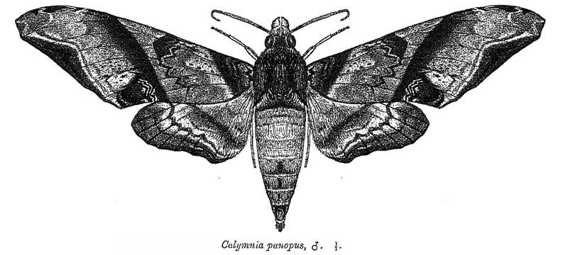 CalymniaPanopus