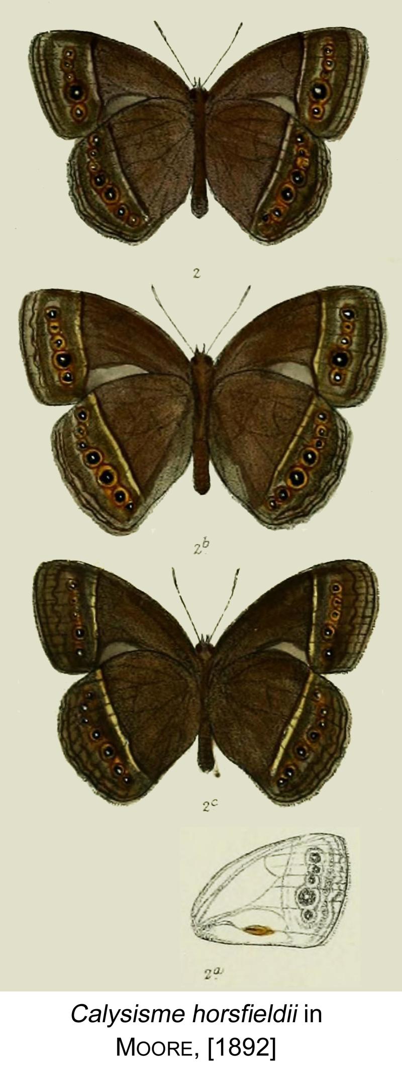 Calysisme horsfieldi in Moore 1892