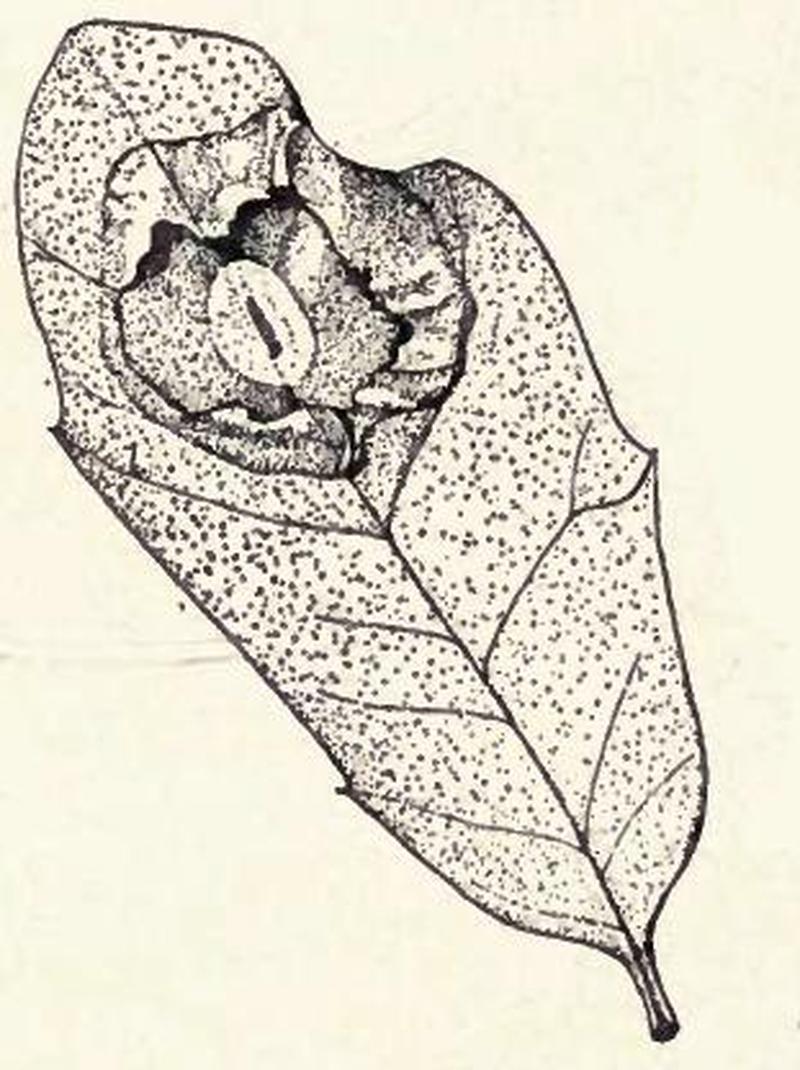 Cameraria conglomeratella mine and cocoon