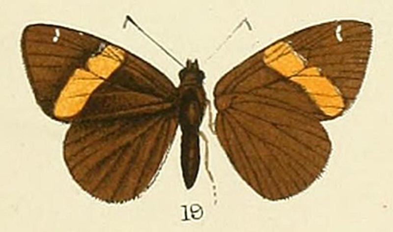 Cameroni inDistant1884RhopMalayana