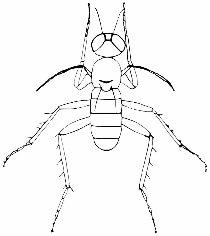 Campsicnemus mirabilis 2