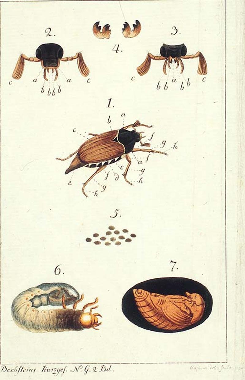 CapieuxCockchafer