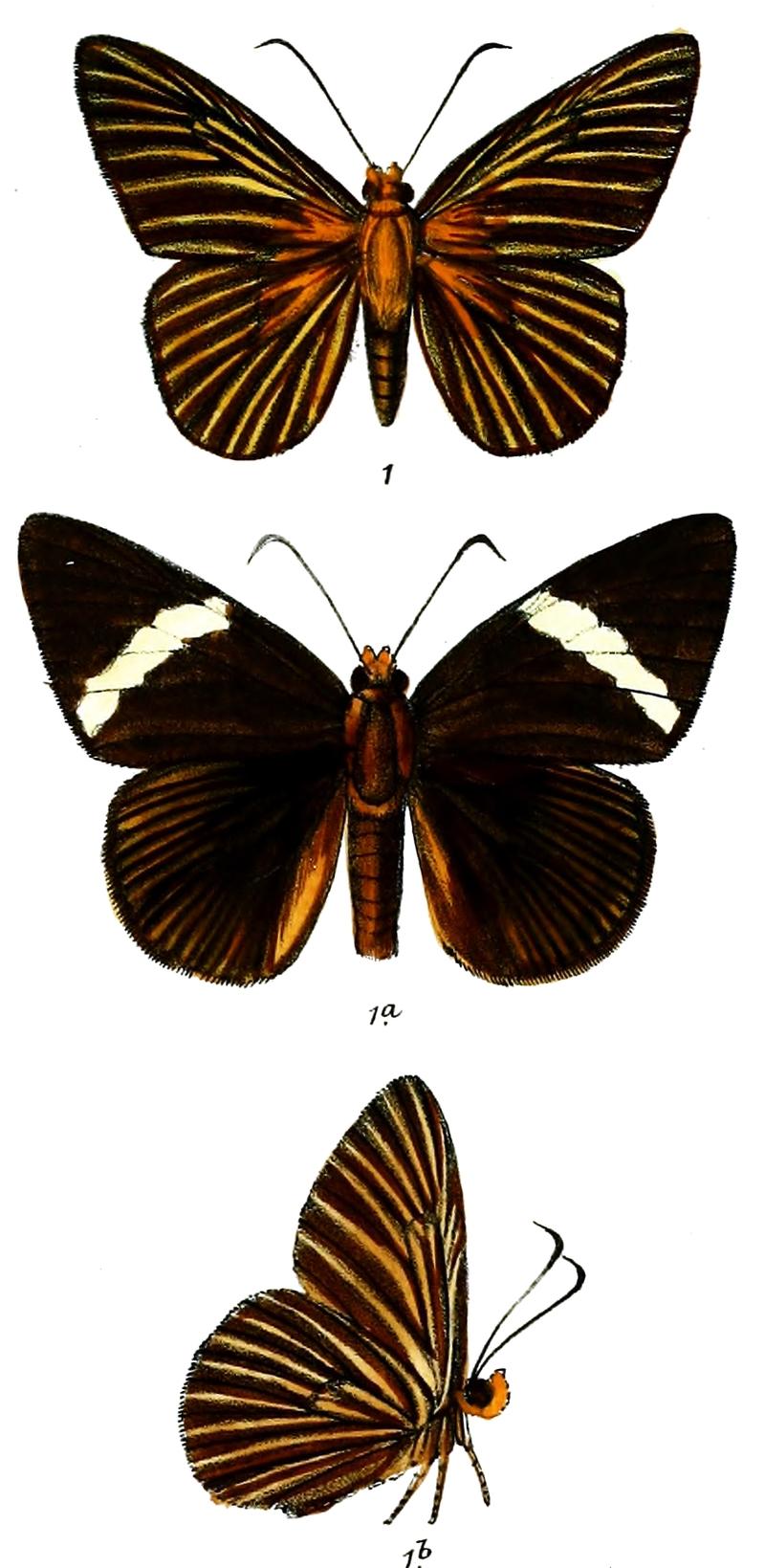 CapilaJayadeva 755 1