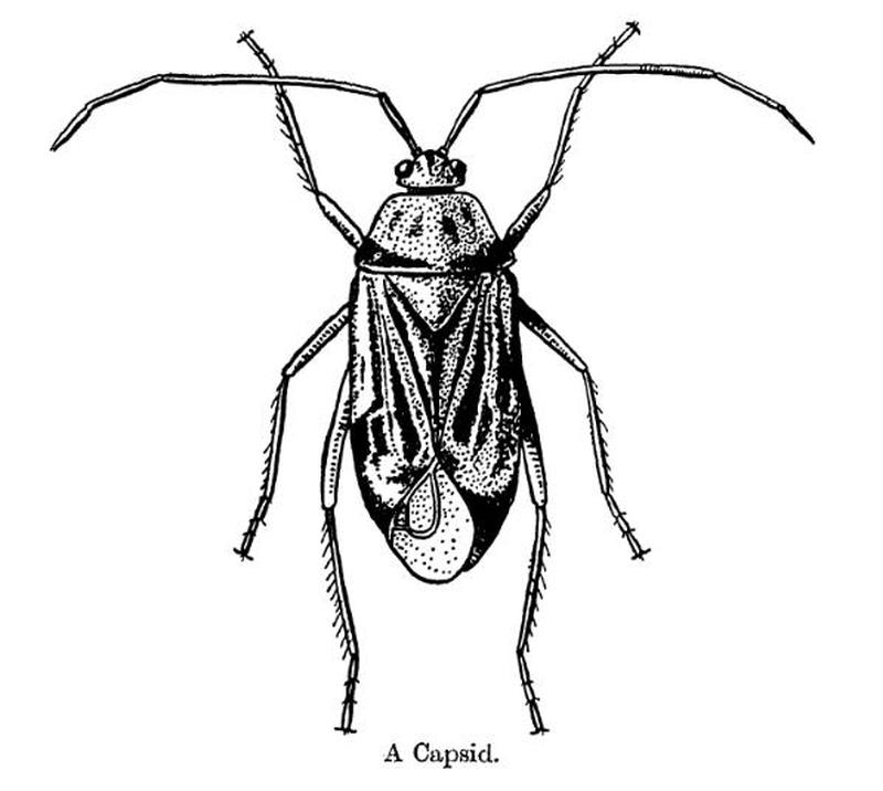 Capsid bug Capsidae Hemiptera