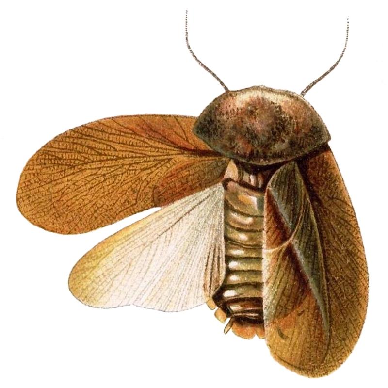 Capucinus cucullatus