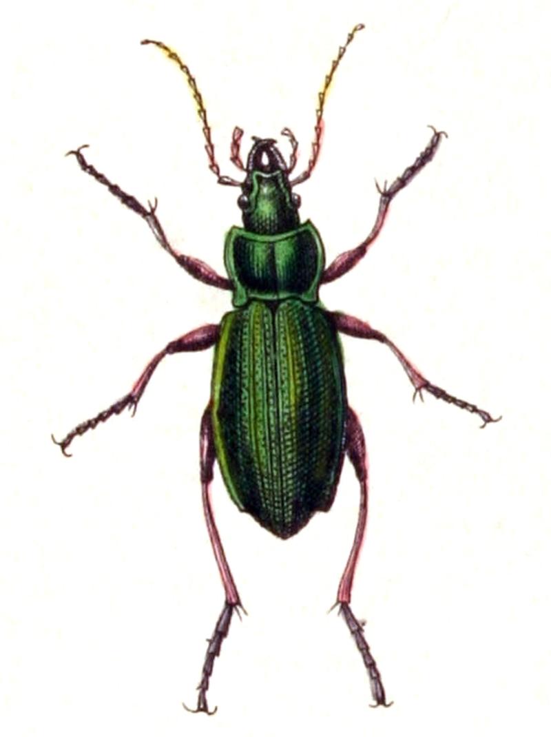 Carabus.auratus.-.calwer.03.05