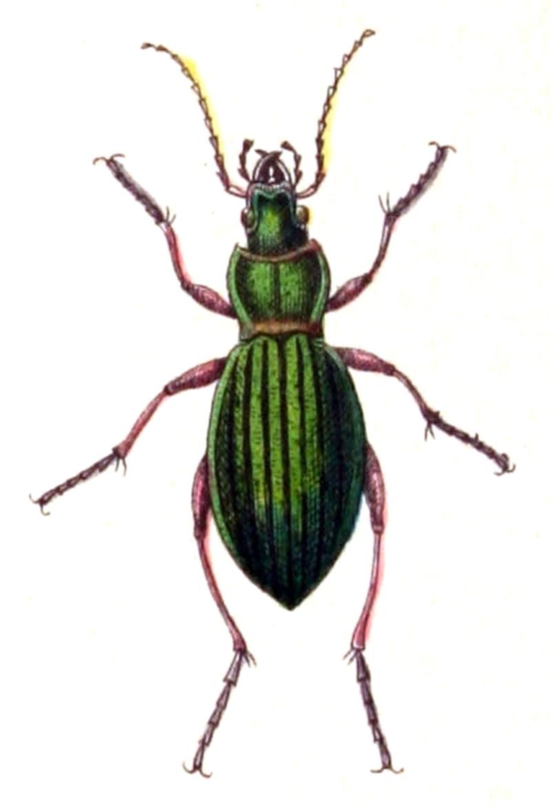 Carabus.auronitens.-.calwer.03.07