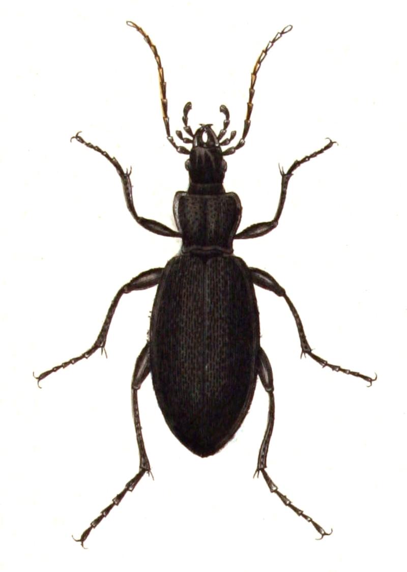 Carabus.caelatus.-.calwer.02.02