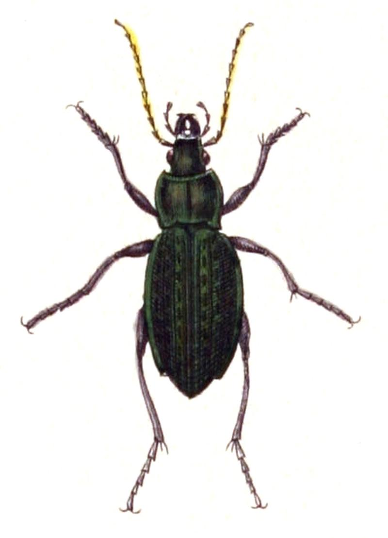 Carabus.cancellatus.-.calwer.03.02