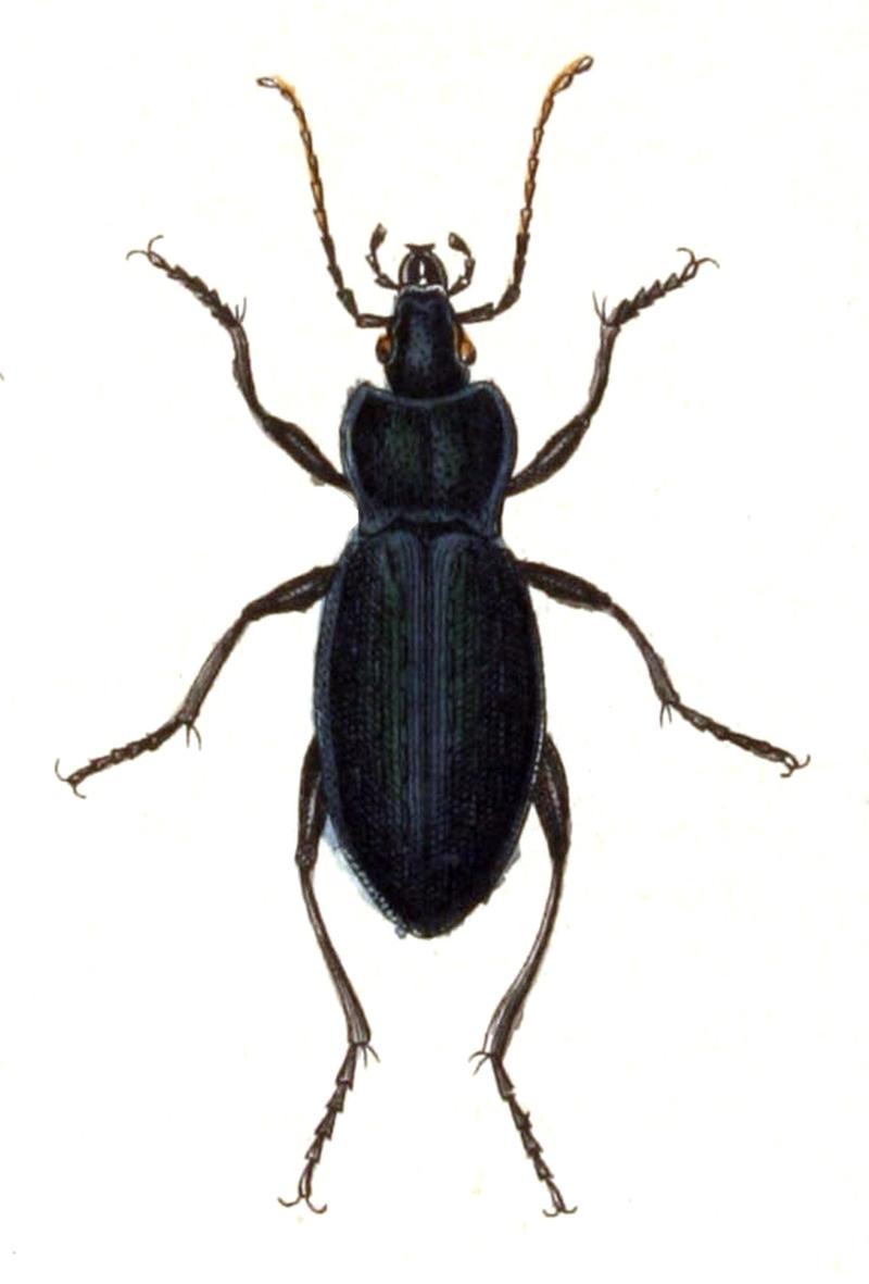 Carabus.catenatulus.-.calwer.02.06