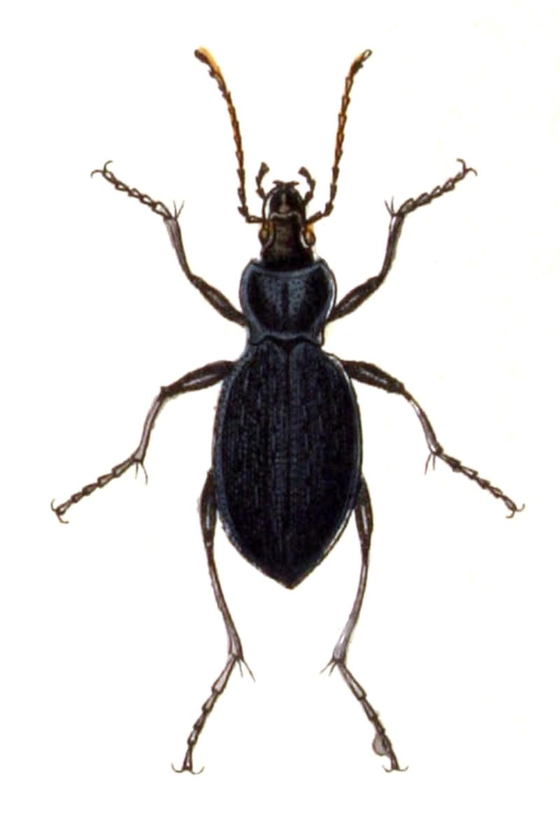 Carabus.catenulatus.-.calwer.02.05