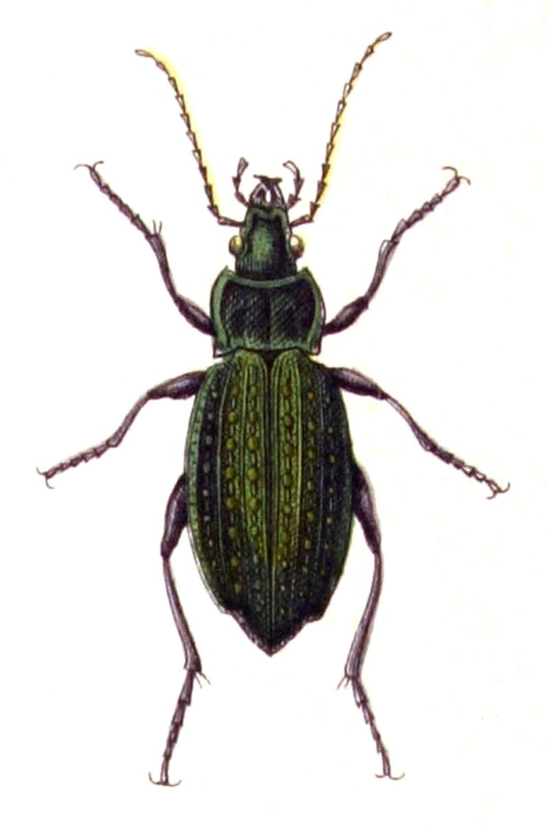 Carabus.clathratus.-.calwer.03.03