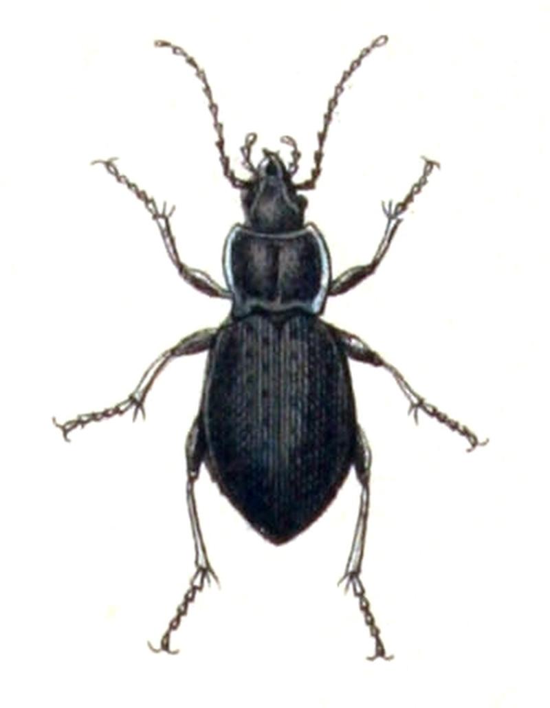 Carabus.convexus.-.calwer.04.02