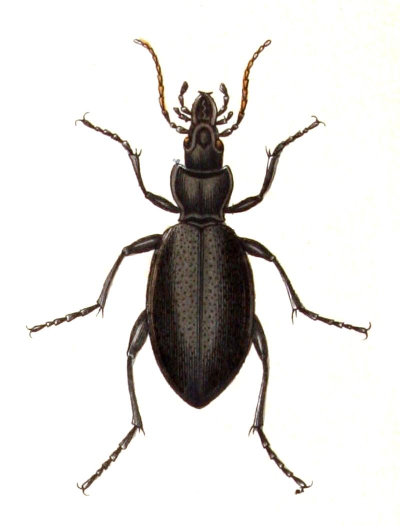 Carabus.coriaceus.-.calwer.02.01