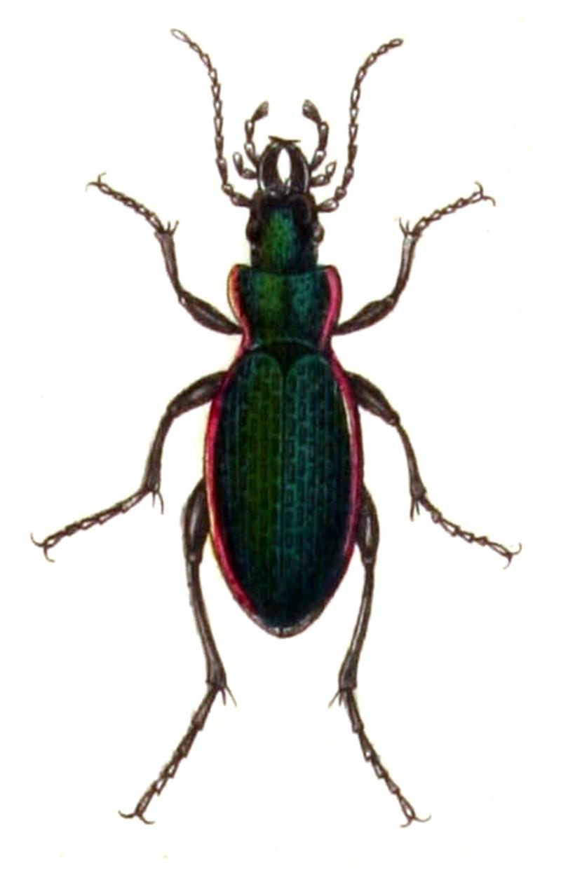 Carabus.excellens.-.calwer.02.04