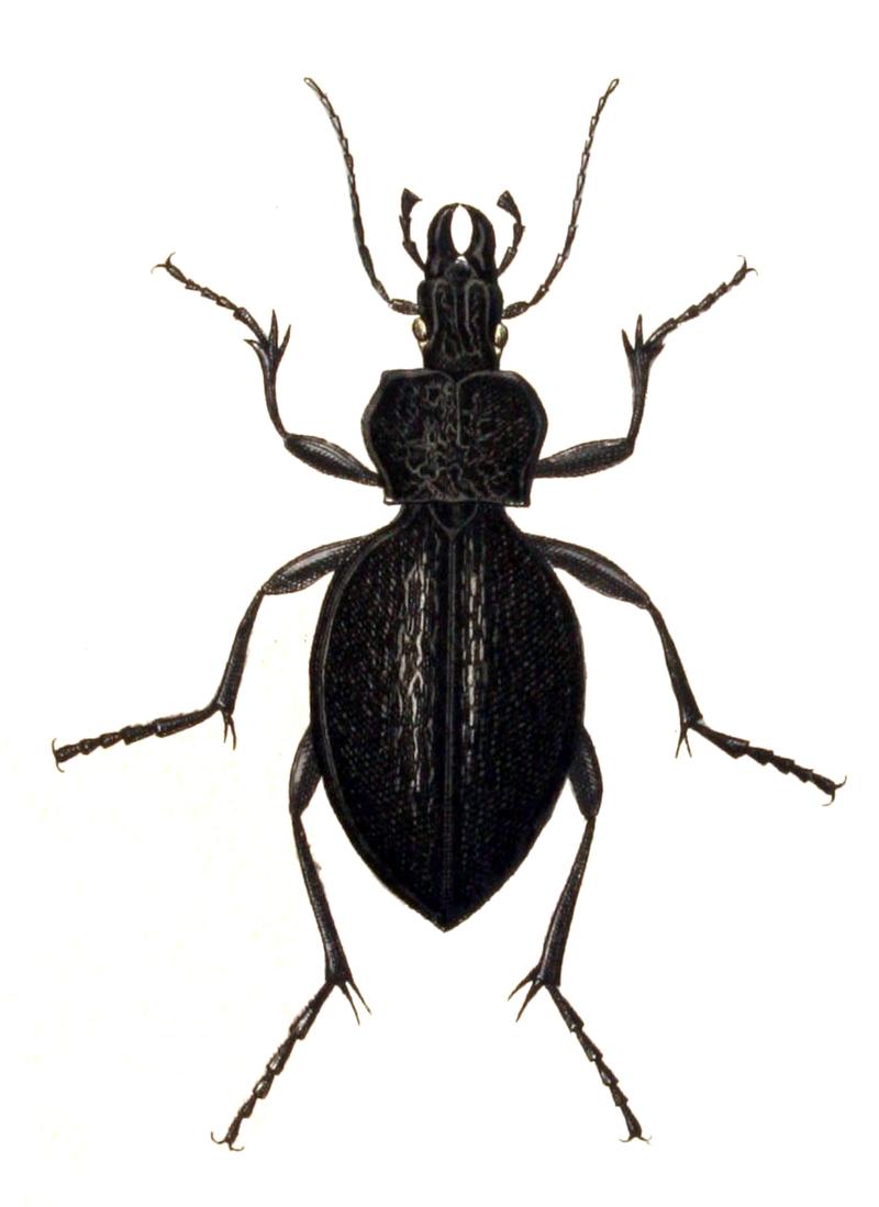 Carabus.gigas.-.calwer.01.13