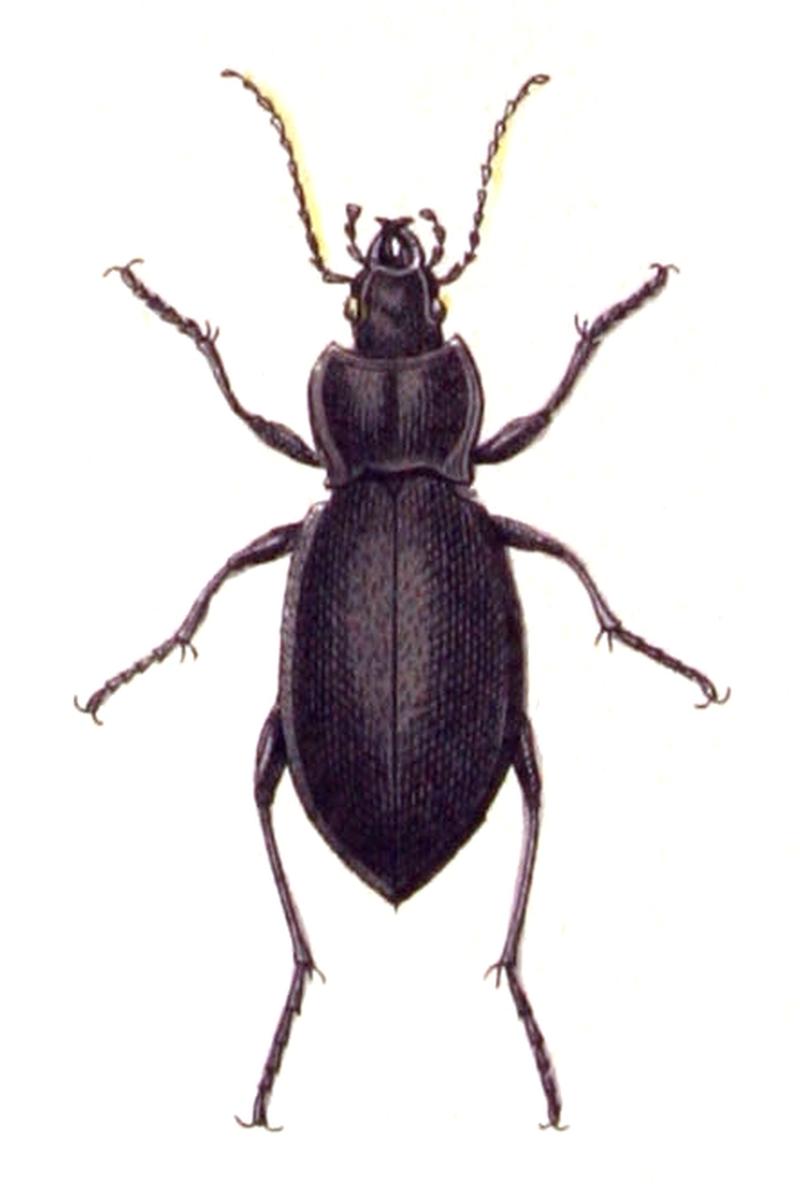 Carabus.glabratus.-.calwer.03.10