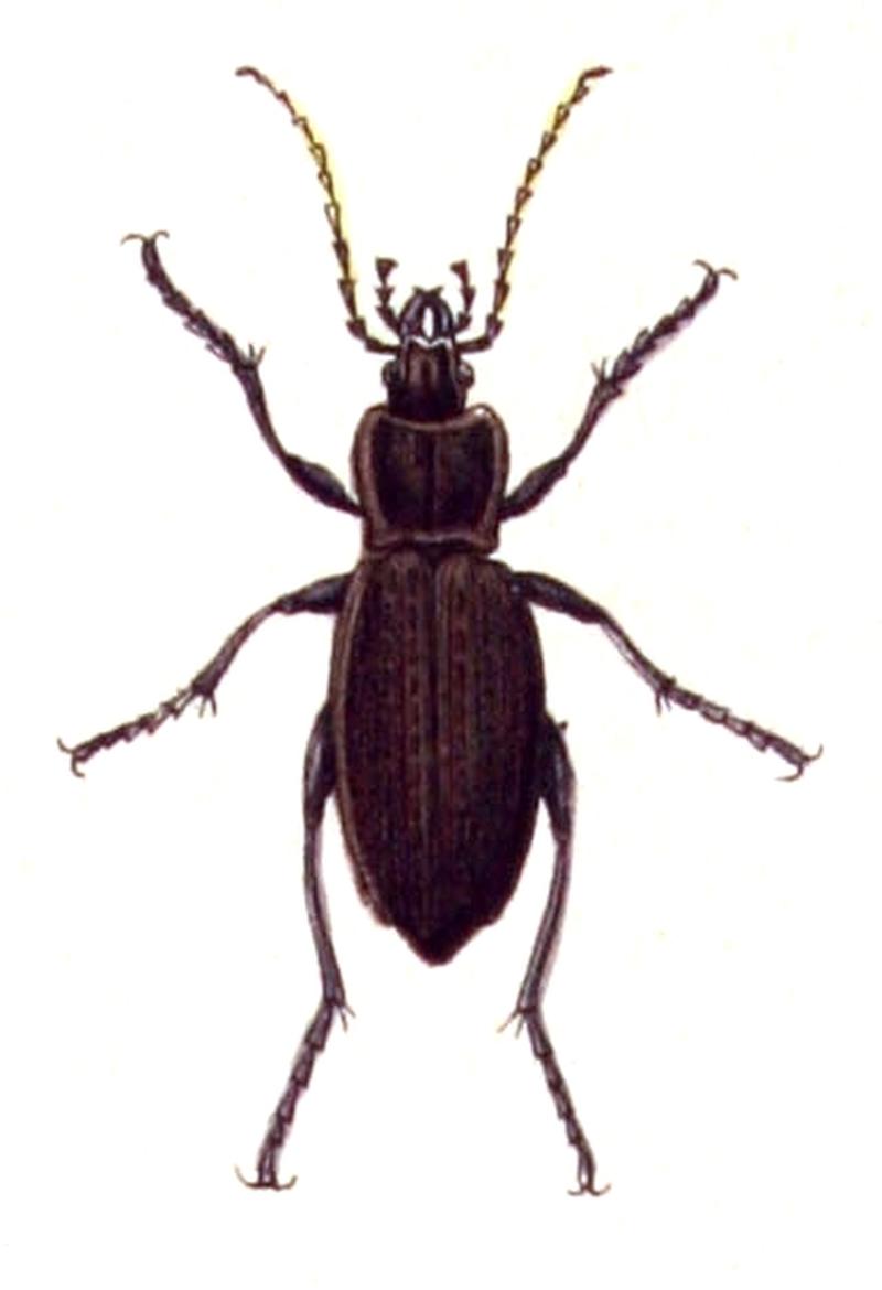 Carabus.granulatus.-.calwer.03.01