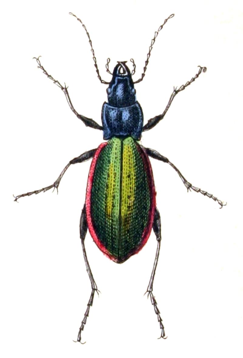 Carabus.hispanus.-.calwer.04.06