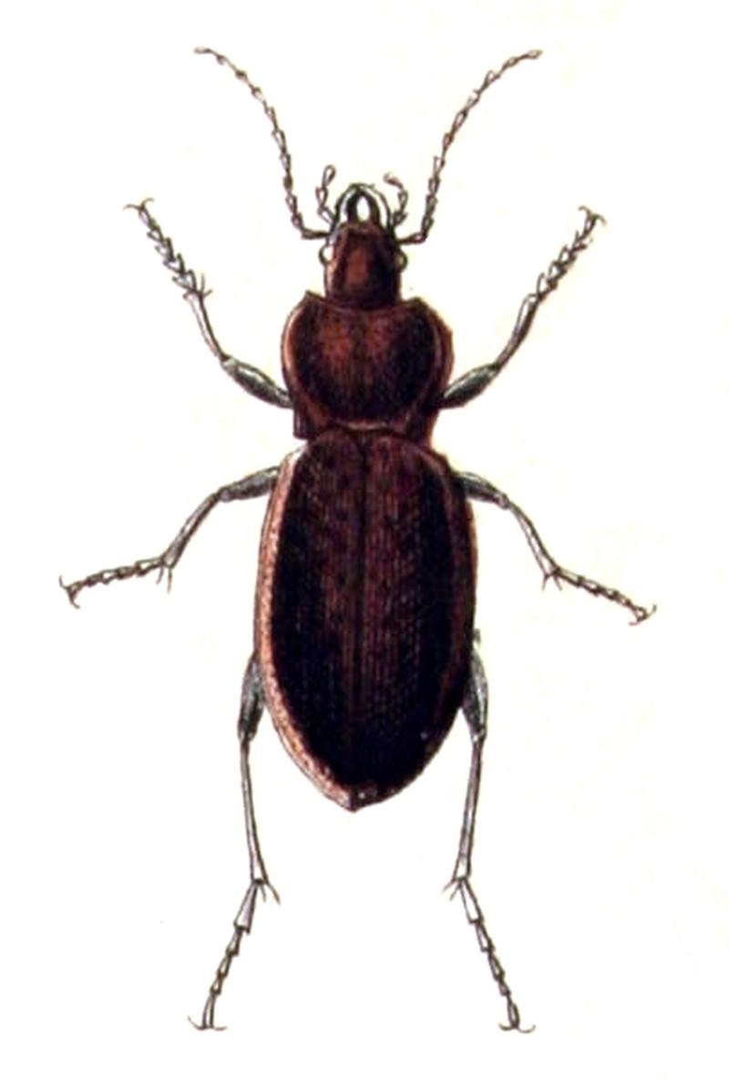 Carabus.hortensis.-.calwer.04.03