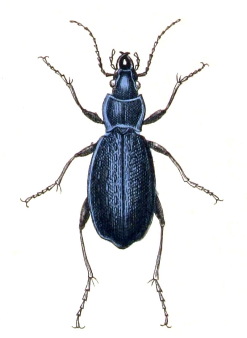 Carabus.intricatus.-.calwer.04.07