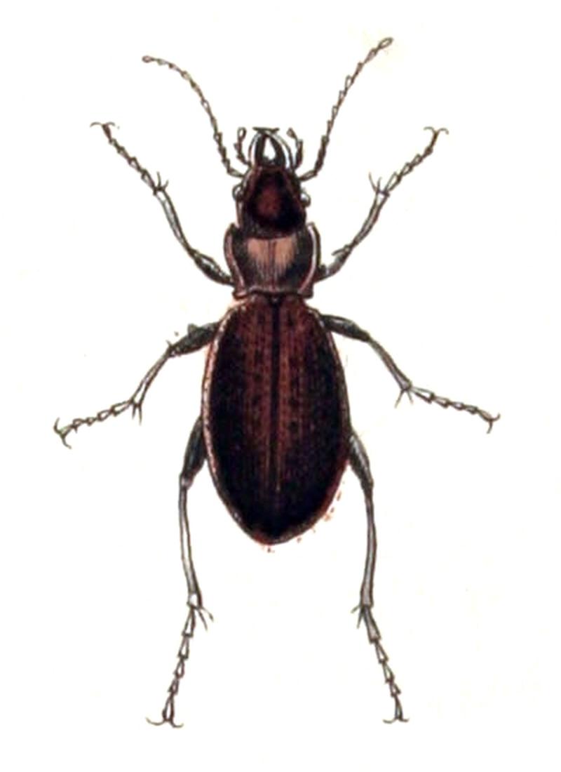 Carabus.irregularis.-.calwer.04.08