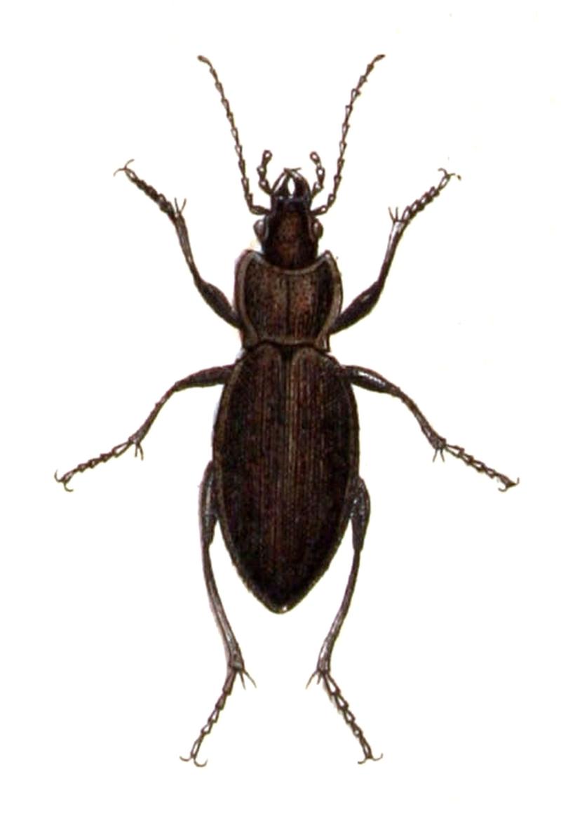 Carabus.monilis.-.calwer.02.07