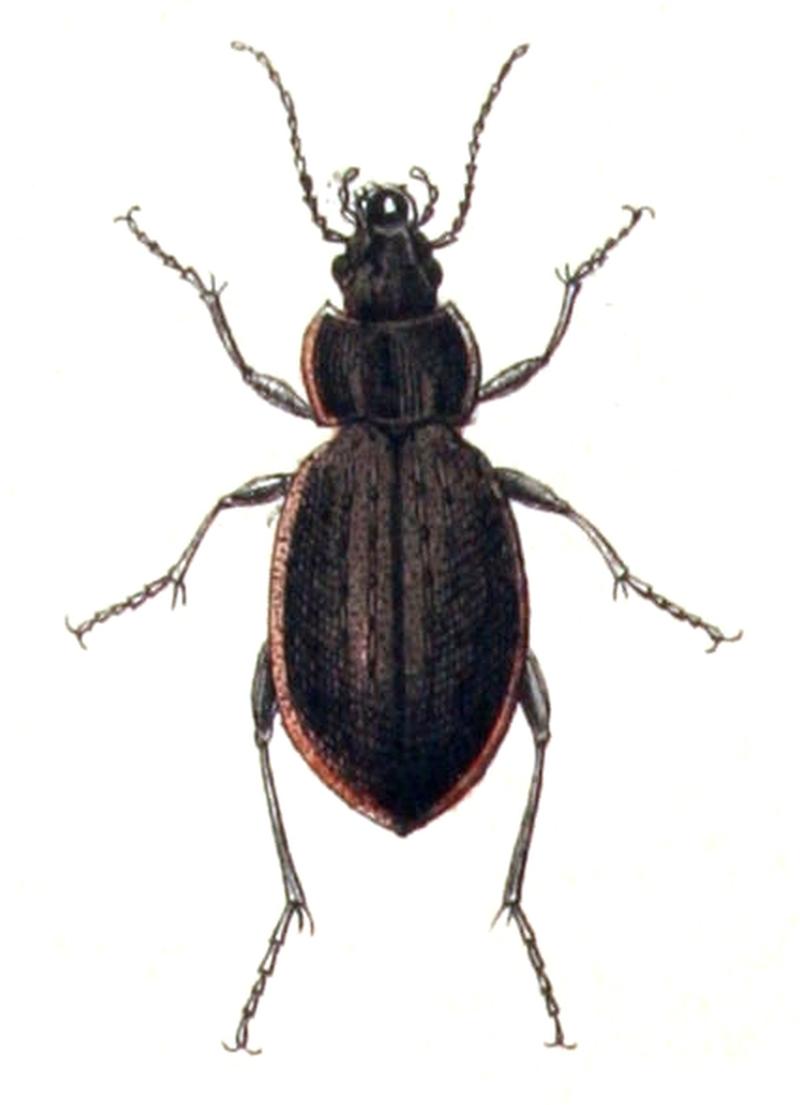 Carabus.nemoralis.-.calwer.04.01