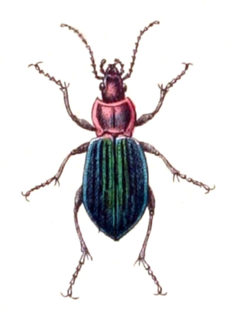 Carabus.nitens.-.calwer.03.06