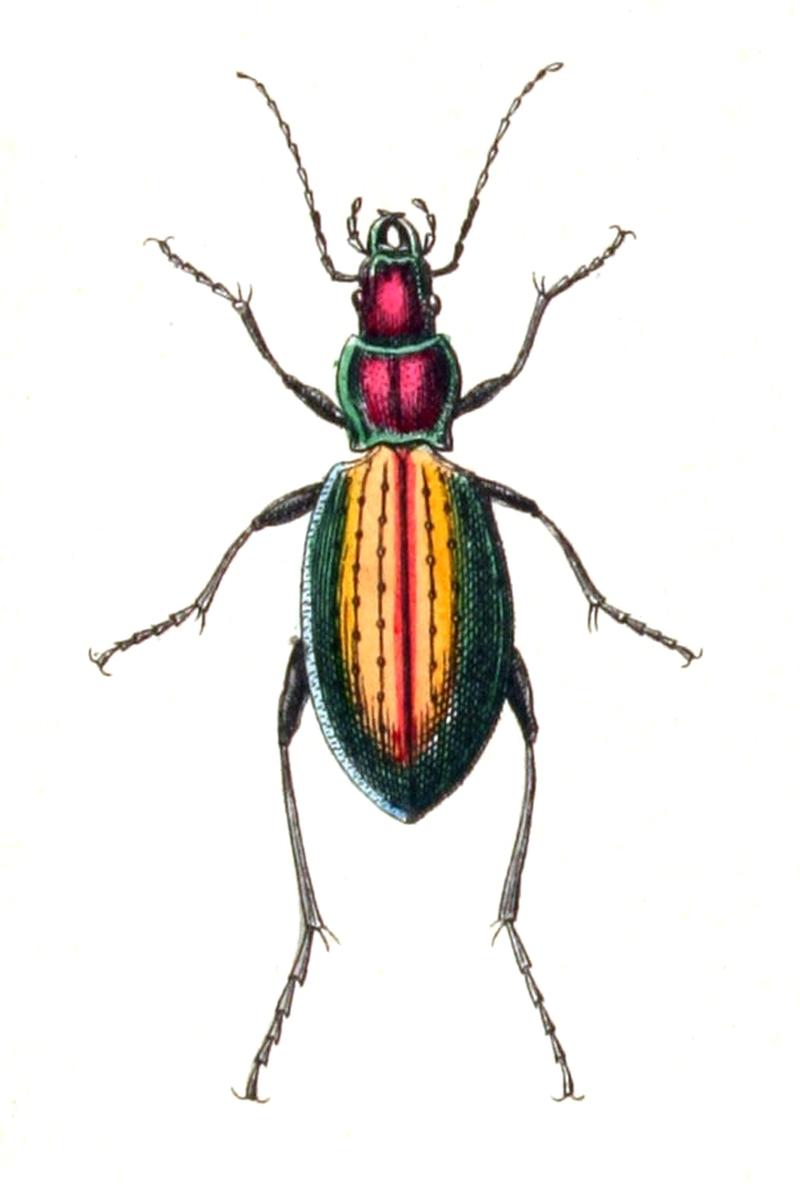 Carabus.rutilans.-.calwer.04.04