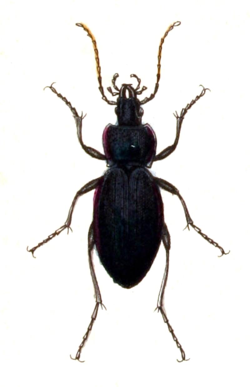 Carabus.scheidleri.-.calwer.02.03