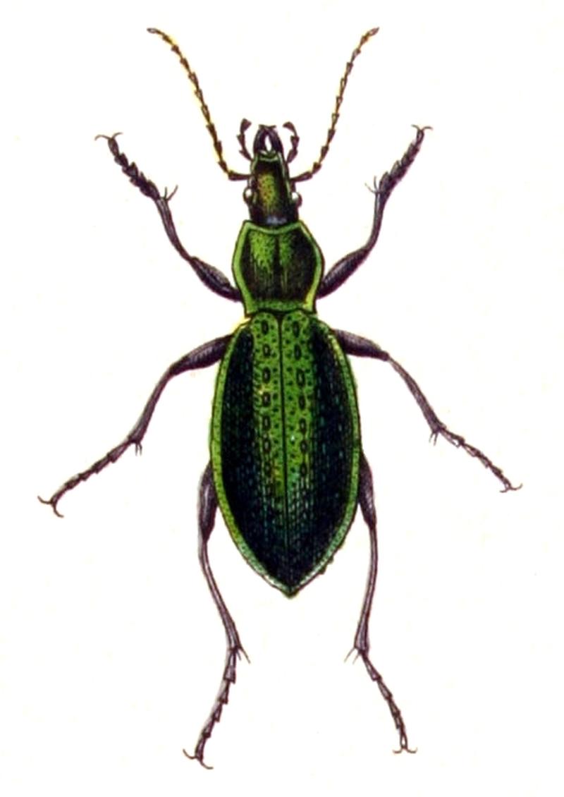 Carabus.smaragdinus.-.calwer.03.04